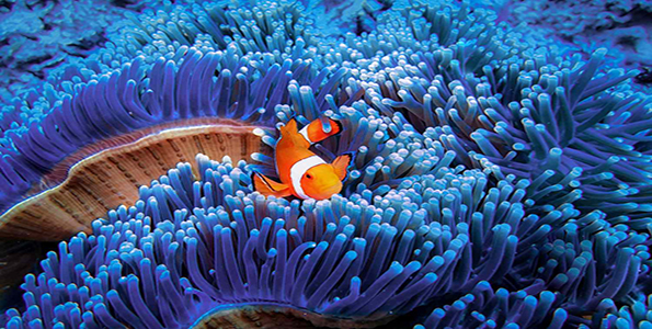 aquatic biome