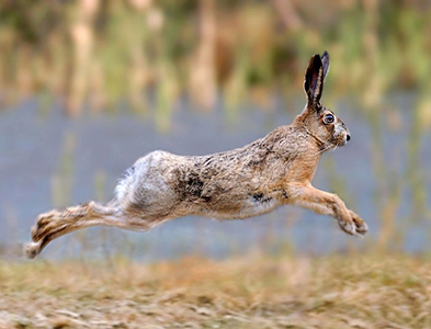 rabbit