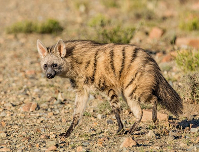 Aardwolf