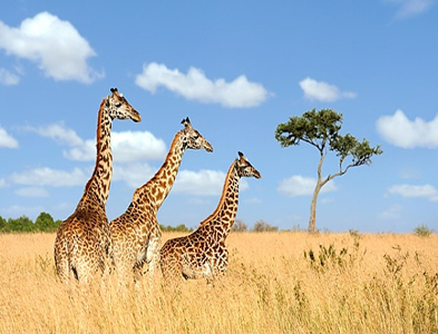 giraffes