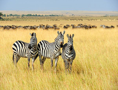 zebra