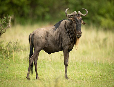 Wildebeest