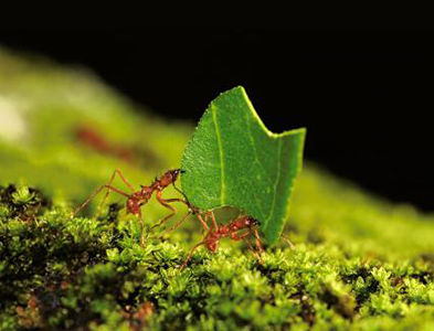 ants