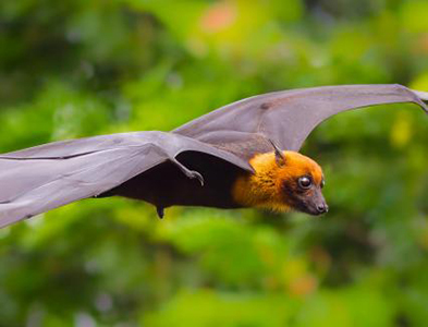 bats
