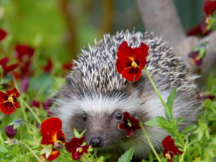 hedgehog
