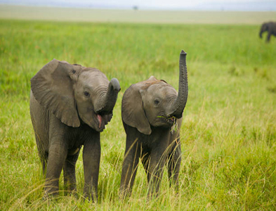 elephant
