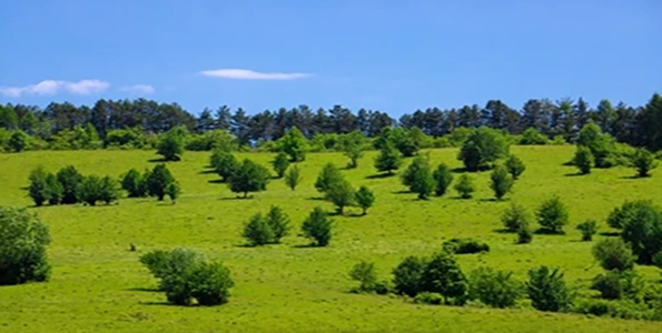 top canopy