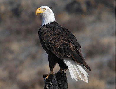 eagel