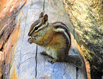chipmunk