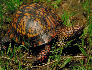 turtle
