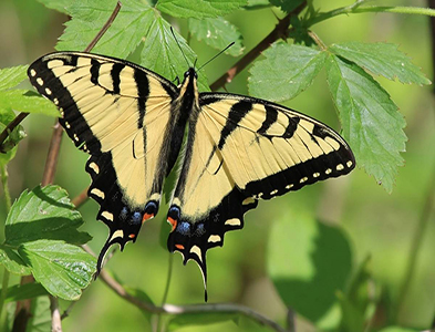 butterfly