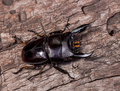 beetle