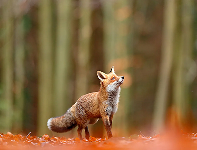 fox