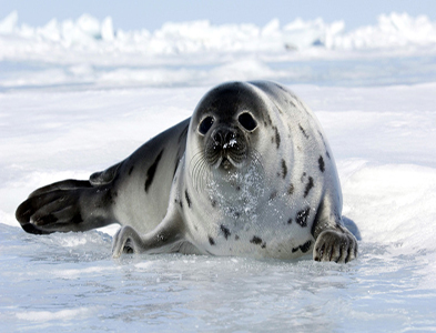 Seal
