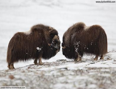 Muskox