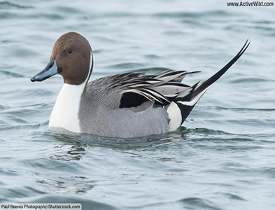 Pintail