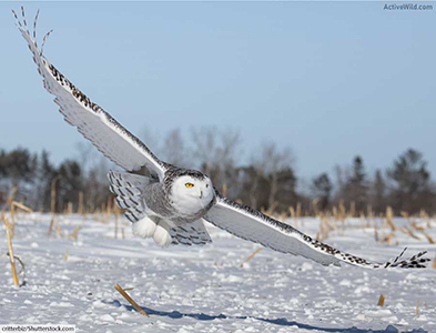 Snowy-owl
