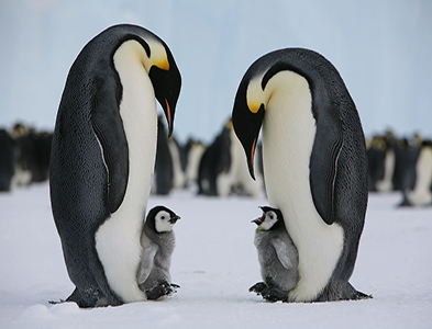 penguin