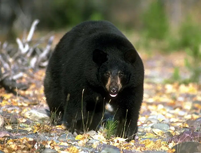 Bear
