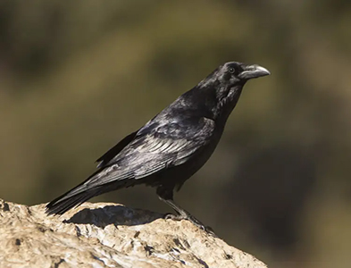 Raven