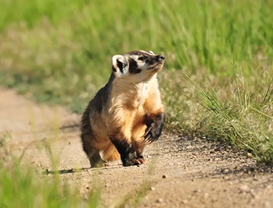 badger