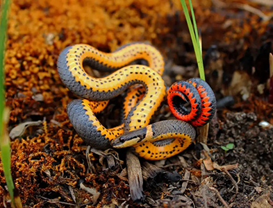 ringneck-snake