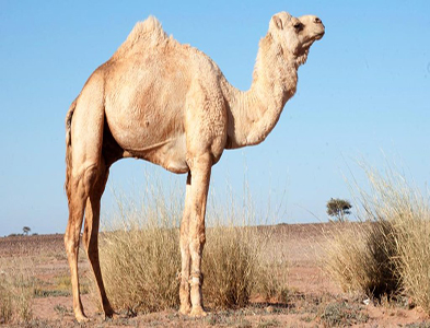 Camel