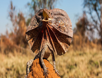 Frilled-Lizard