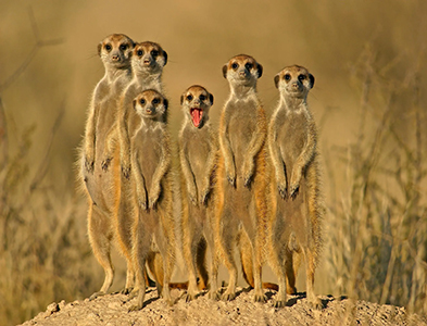 meerkats